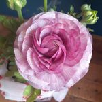 Profile Picture of Barraca Pellegrini 🌺 (@barraca.pellegrini) on Instagram