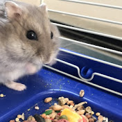 Profile Picture of Golan Cohen (@GolanCohen10) on Youtube