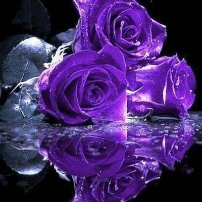 Profile Picture of Leonor Sandoval Gallegos (@LeonorS55549708) on Twitter