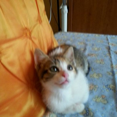 Profile Picture of Carol Neri (@carolnericom) on Twitter