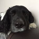 Profile Picture of Springer Boy Bob (@springerboybob) on Instagram