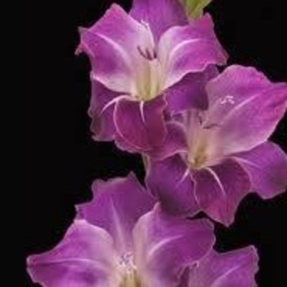 Profile Picture of Sheri Peloquin (@moonrosestables) on Poshmark