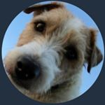 Profile Picture of chris herron ⚜️ (@hambone297) on Instagram