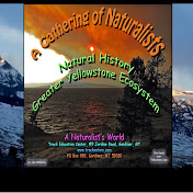 Profile Picture of Halfpenny A Gathering Of Naturalists (@halfpennyagatheringofnatur2944) on Youtube