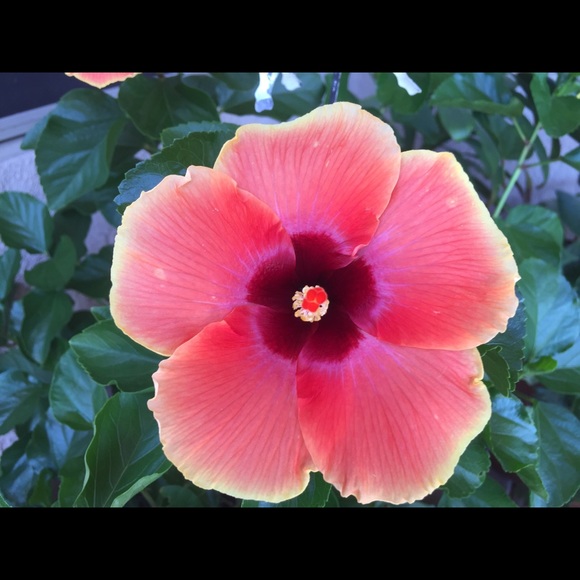 Profile Picture of Mary Hagedorn (@mbhagedorn) on Poshmark