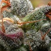 Profile Picture of Eric Legge (@skater369eric) on Youtube