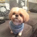Profile Picture of Louie Fraser-Giles (@mrshihtzulouie) on Instagram