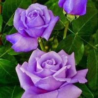 Profile Picture of Cindi Bernier (@cindi-bernier) on Quora