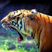 Profile Picture of Dominic Walker (@dominicwalker9521) on Youtube