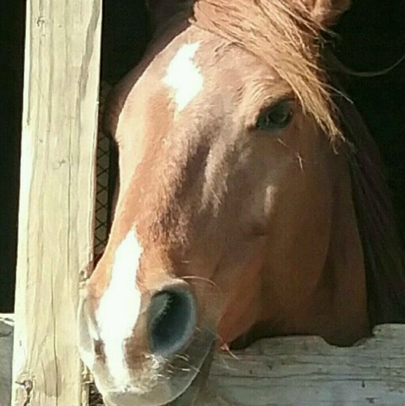 Profile Picture of Buckeye23 Buckeye23 (@neesan05) on Poshmark