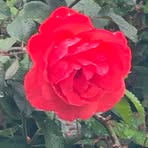 Profile Picture of Nigussie Sigegn (@kundiyie) on Facebook