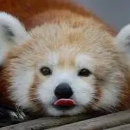 Profile Picture of DRABOL (@drabolxd) on Tiktok