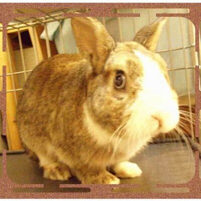 Profile Picture of Vampire Ernest (@ErnestKwan711) on Twitter