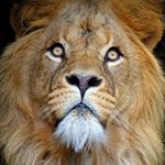 Profile Picture of Daan De Leeuw. (@opperleeuw) on Instagram