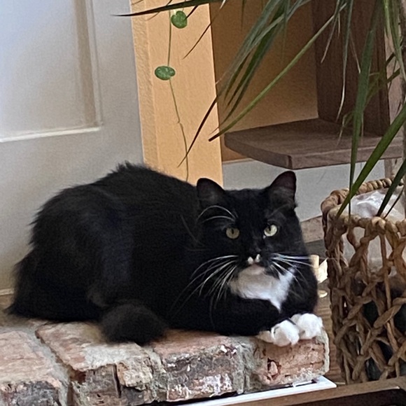 Profile Picture of Sensei Sensei (@senseisensei) on Poshmark