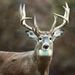 Profile Picture of jeff outdoors (@brettahenderson5) on Pinterest