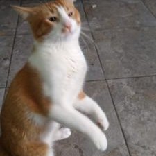 Cristian Gael Vera Camara - Twitter Profile Picture of Cristian Gael Vera Camara (@CamaraAbrahim) on Twitter