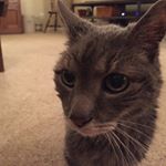 Profile Picture of Joe Boothe (@boothejoe) on Instagram