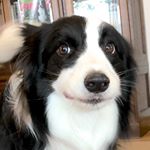 Profile Picture of シャーロック (@sherlock_chan) on Instagram