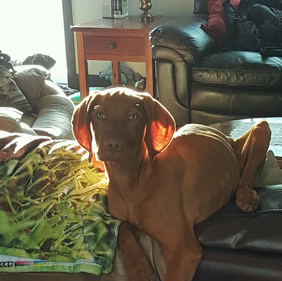 Profile Picture of Susan Bedynek (@sybedynek) on Poshmark