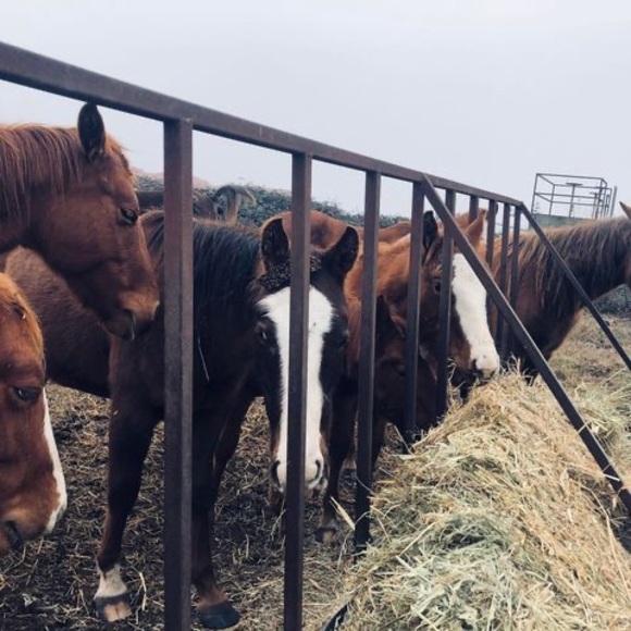 Profile Picture of Crystal Vandykhuizen (@clpjvd) on Poshmark