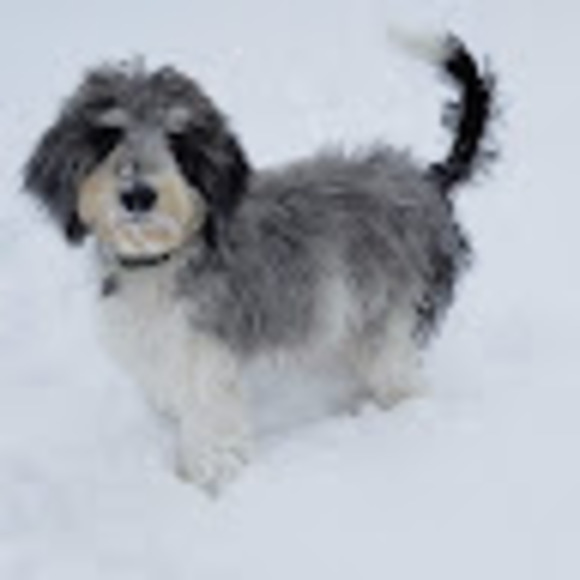 Profile Picture of Kimberly Stanger (@kimmiestanger) on Poshmark