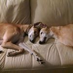 Profile Picture of Lawrence Connelly (@popbusboss) on Instagram