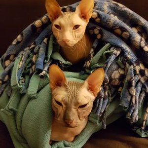 Profile Picture of Michaela Callaghan (@Callaghan999) on Twitter