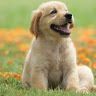 Profile Picture of Benjamin Steinberg (@benjamins2521) on Pinterest
