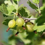 Profile Picture of MIKKI (@mikkiottiee) on Instagram