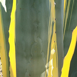 Profile Picture of Barranco Da Nora (@barranco da nora) on Flickr