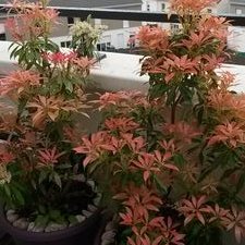 Profile Picture of Thi Liễu Vo (@ThiLiuVo1) on Twitter