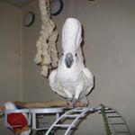 Profile Picture of Chris Minton (@christhecockatoo) on Instagram