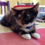 Profile Picture of David Milazzo (@adelaide_dave) on Instagram