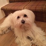 Profile Picture of Amber Forster (@amber_flint24) on Instagram