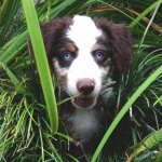 Profile Picture of Tucker Senic-Albert (@tucker_aussie) on Instagram