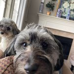 Profile Picture of Jennifer Hardesty Besecker (@jenniferbesecker) on Instagram