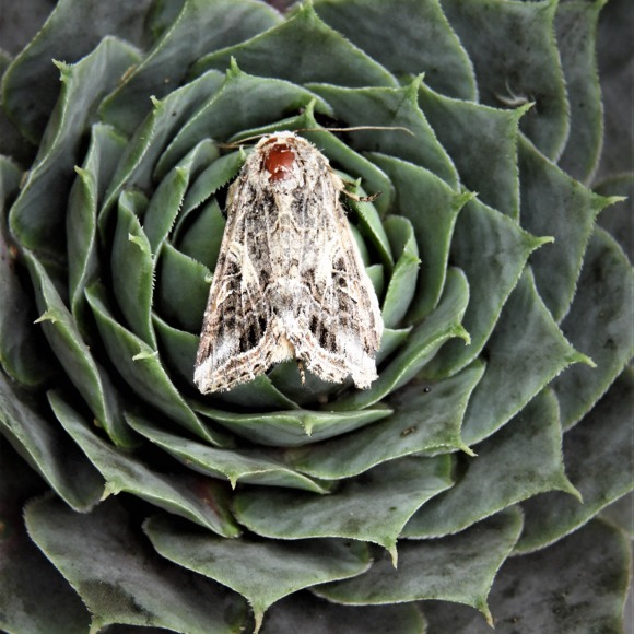 Profile Picture of Heather Klebon (@heatherk3) on Poshmark