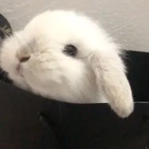 Profile Picture of ฟอ อา (@suchittax_) on Tiktok