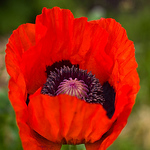 Profile Picture of Robertroder (@robertroder) on Flickr