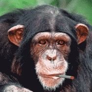 BOK 🐂 - Twitter Profile Picture of BOK 🐂 (@JoshGonzaga11) on Twitter