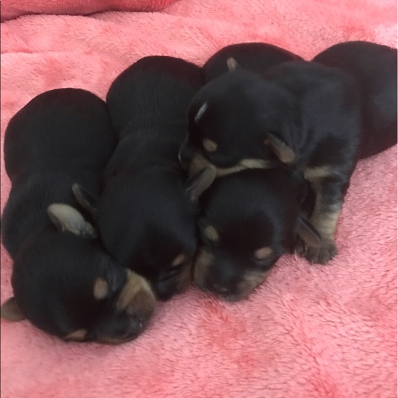 Profile Picture of Cecilia Bellido (@ceciliayani) on Poshmark