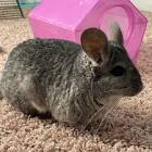 Profile Picture of   Tony... (@pixie_the_chin) on Tiktok