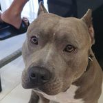 Nutella Carluccio - Instagram Profile Picture of Nutella Carluccio (@nutella.carluccio) on Instagram