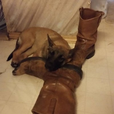 Profile Picture of Charles Werner (@barkservice) on Twitter