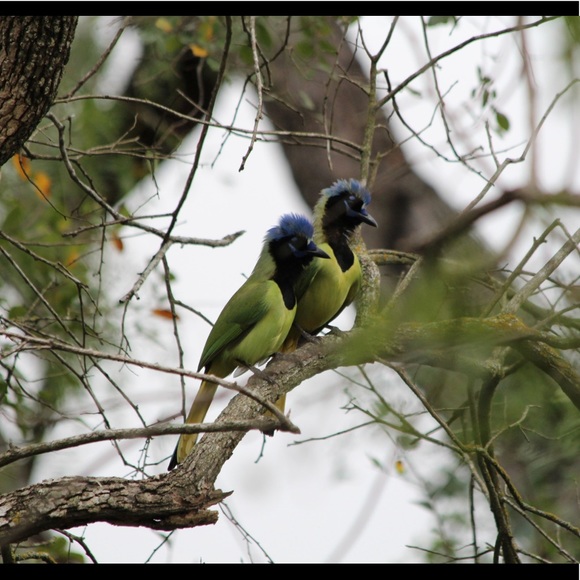 Profile Picture of Debra Alexander (@tootertale1) on Poshmark