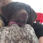 Profile Picture of Hallie (@hallie_the_pointer) on Instagram