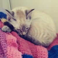 Profile Picture of Shawna Mcintosh (@shawna-mcintosh-1) on Quora