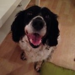 Profile Picture of Beth (@beththelazyspringer) on Instagram