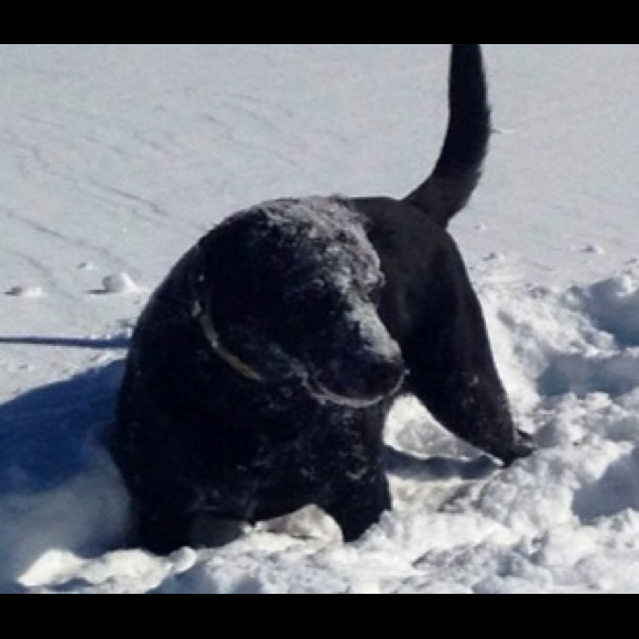 Profile Picture of Tina Thyng (@abusygirl) on Poshmark